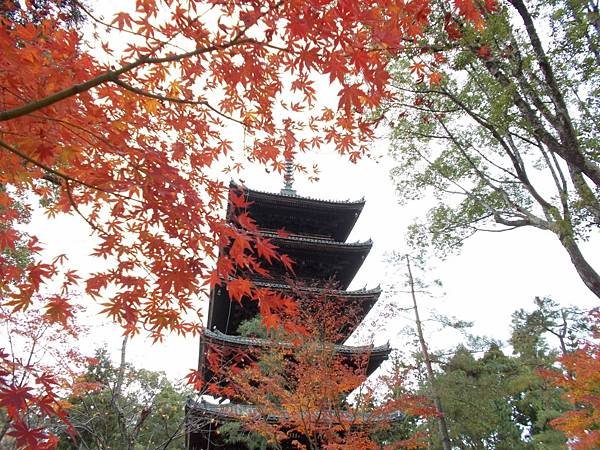 楓韻京都：華麗行列的仁和寺（二王門、御殿、南庭、北庭、五重塔