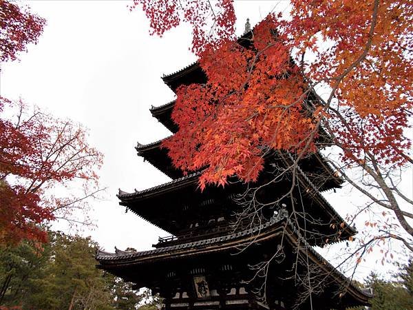 楓韻京都：華麗行列的仁和寺（二王門、御殿、南庭、北庭、五重塔