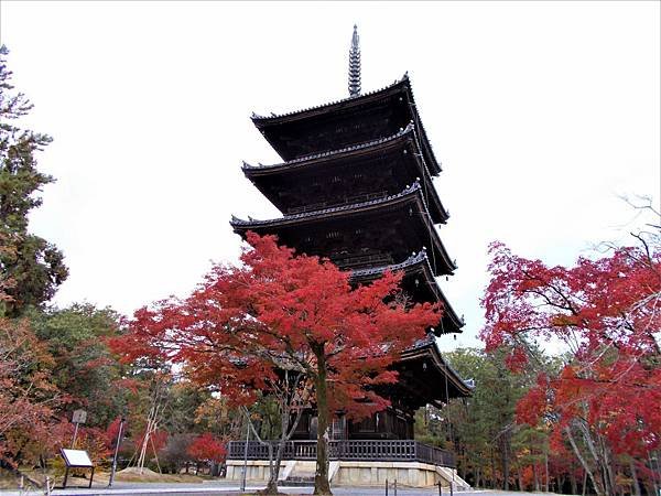 楓韻京都：華麗行列的仁和寺（二王門、御殿、南庭、北庭、五重塔