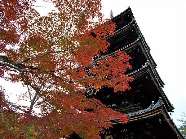 楓韻京都：華麗行列的仁和寺（二王門、御殿、南庭、北庭、五重塔