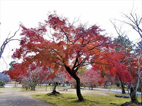 楓韻京都：華麗行列的仁和寺（二王門、御殿、南庭、北庭、五重塔