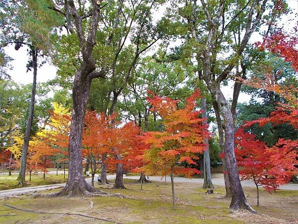 楓韻京都：華麗行列的仁和寺（二王門、御殿、南庭、北庭、五重塔