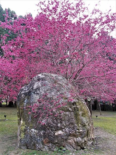 DSCN0030 (768x1024).jpg