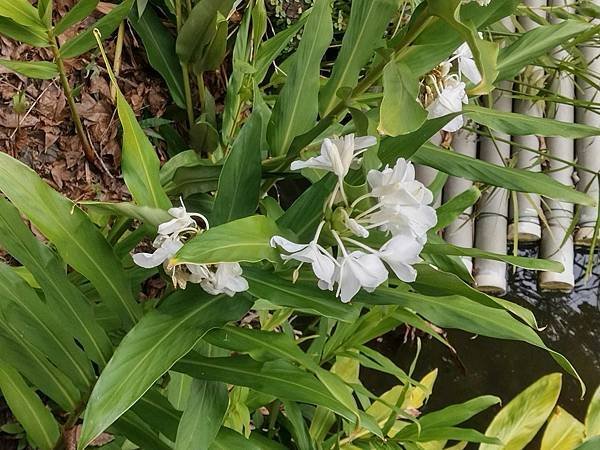 車埕．隱茶．貯木池．紫陽花