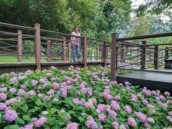 車埕．隱茶．貯木池．紫陽花