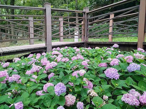 車埕．隱茶．貯木池．紫陽花