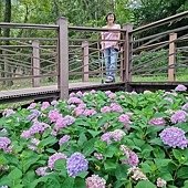 車埕．隱茶．貯木池．紫陽花