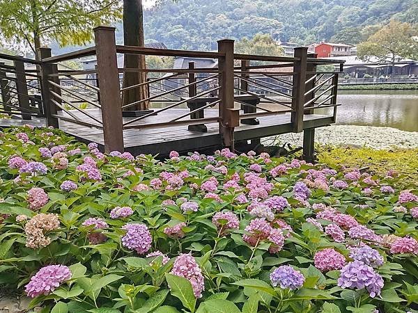 車埕．隱茶．貯木池．紫陽花