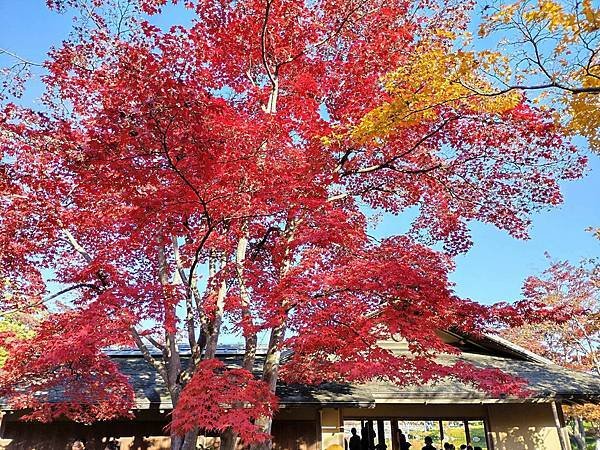 秋色獵人東京旅：日本庭園