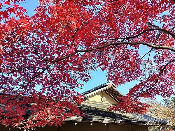 秋色獵人東京旅：日本庭園