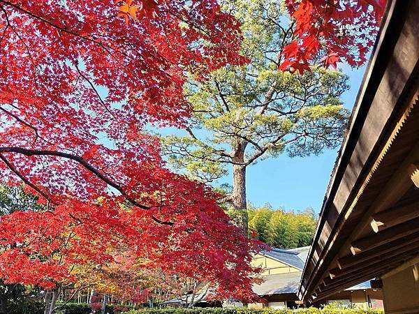 秋色獵人東京旅：日本庭園