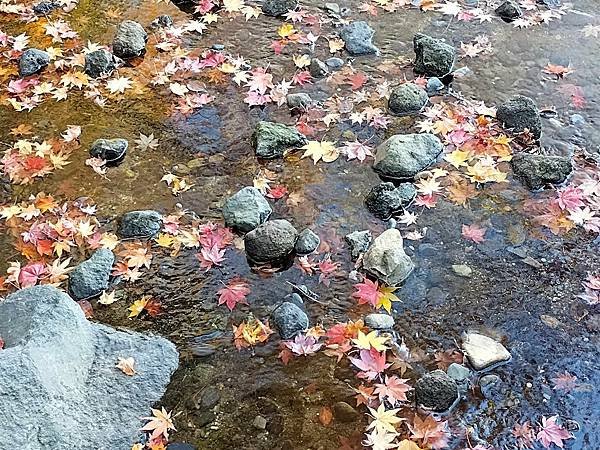 秋色獵人東京旅：日本庭園