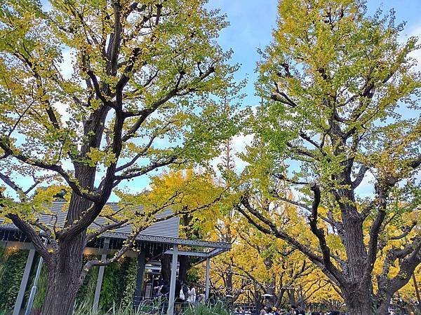 秋色獵人東京旅：青山 四川料理日比谷園（神宮外苑夜景）