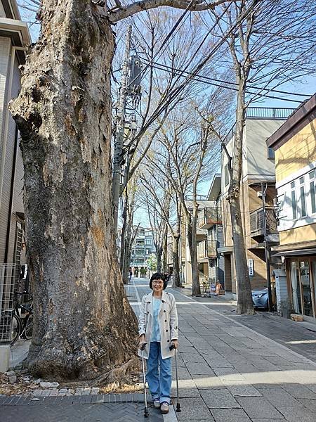 東京春遊：都電荒川線、雜司谷 鬼子母神堂