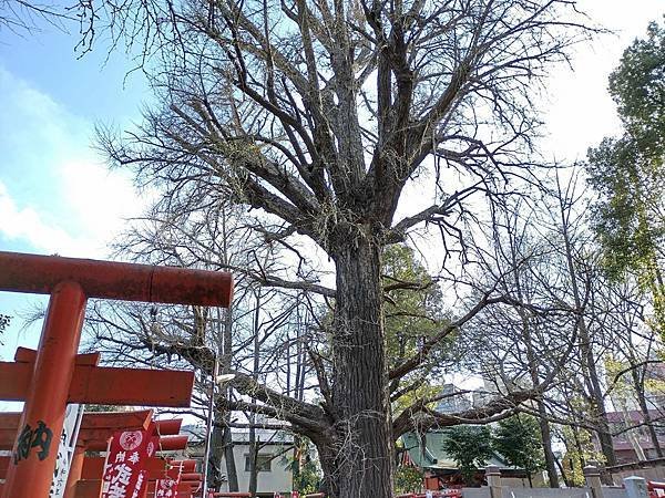 東京春遊：荒川線、雜司谷 鬼子母神堂