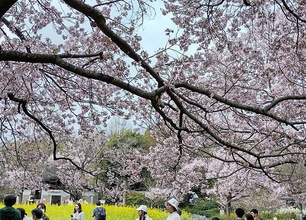 東京春遊：蘆花恒春園