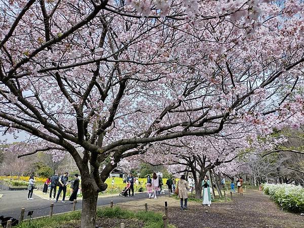 東京春遊：蘆花恒春園