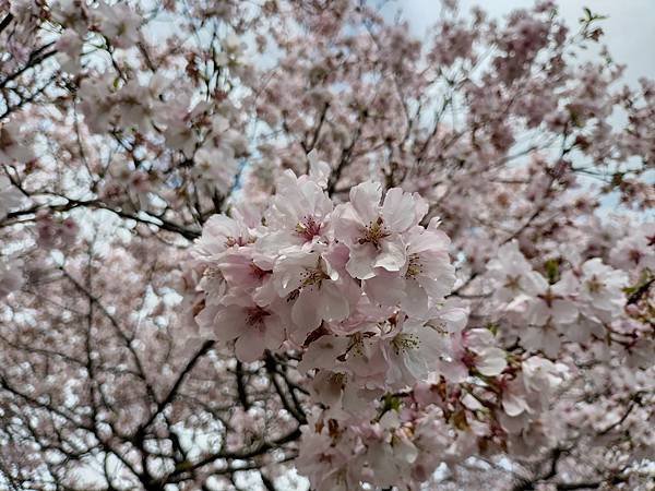 東京春遊：蘆花恒春園