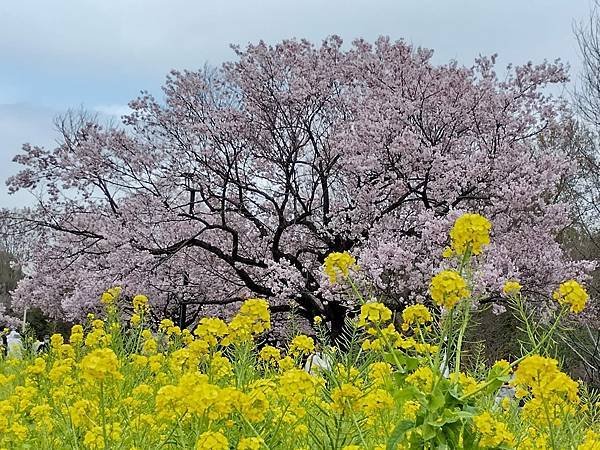 東京春遊：蘆花恒春園