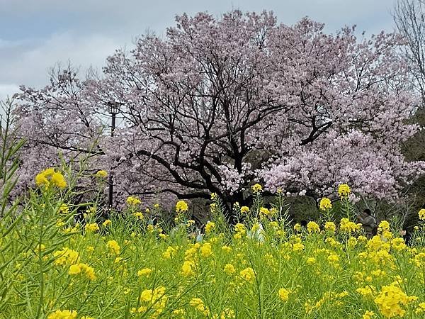 東京春遊：蘆花恒春園