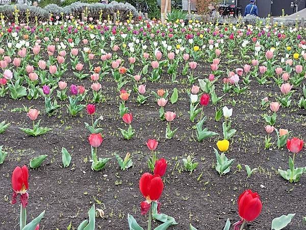 東京春遊：蘆花恒春園