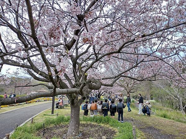 東京春遊：蘆花恒春園