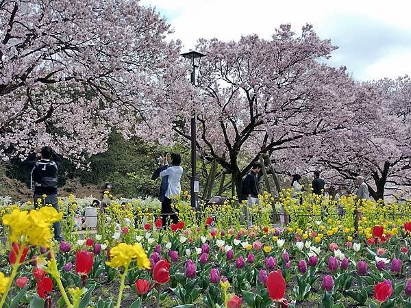 東京春遊：蘆花恒春園