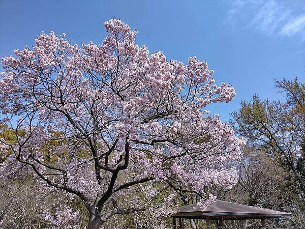 東京春遊：蘆花恒春園