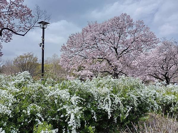 東京春遊：蘆花恒春園