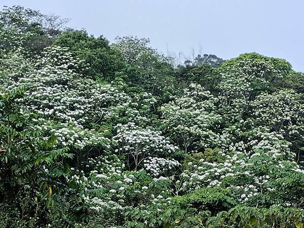 日月潭 四月百花路．向山懸臂式觀景台．看見拉魯