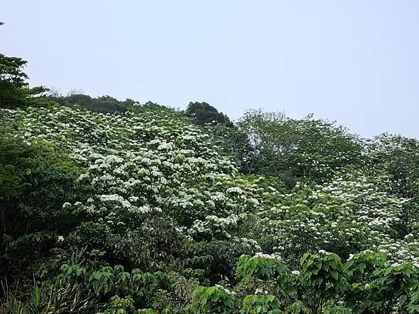 日月潭 四月百花路．向山懸臂式觀景台．看見拉魯