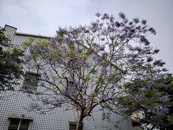 日月潭 四月百花路．向山懸臂式觀景台．看見拉魯