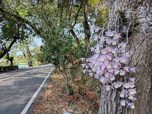 日月潭 四月百花路．向山懸臂式觀景台．看見拉魯