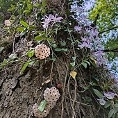 日月潭 四月百花路．向山懸臂式觀景台．看見拉魯