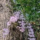 日月潭 四月百花路．向山懸臂式觀景台．看見拉魯