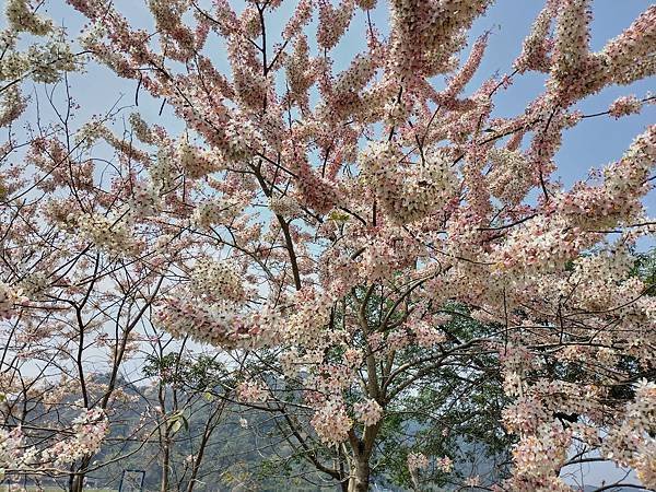 日月潭 四月百花路．向山懸臂式觀景台．看見拉魯