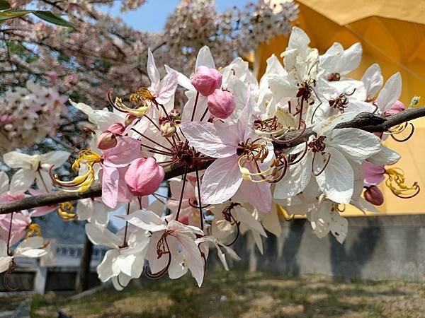 日月潭 四月百花路．向山懸臂式觀景台．看見拉魯