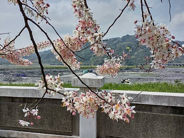 日月潭 四月百花路．向山懸臂式觀景台．看見拉魯