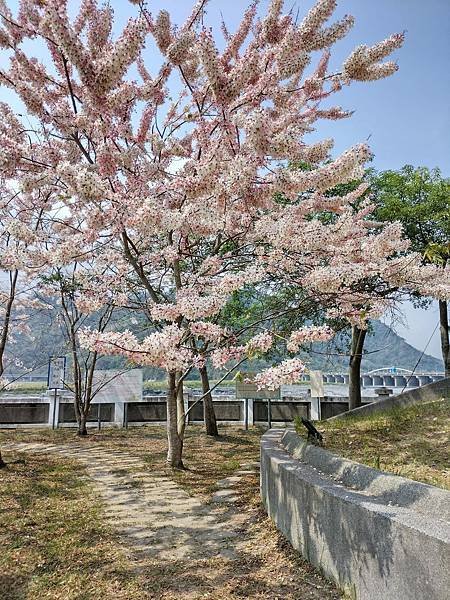 日月潭 四月百花路．向山懸臂式觀景台．看見拉魯