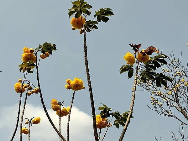 日月潭 四月百花路．向山懸臂式觀景台．看見拉魯