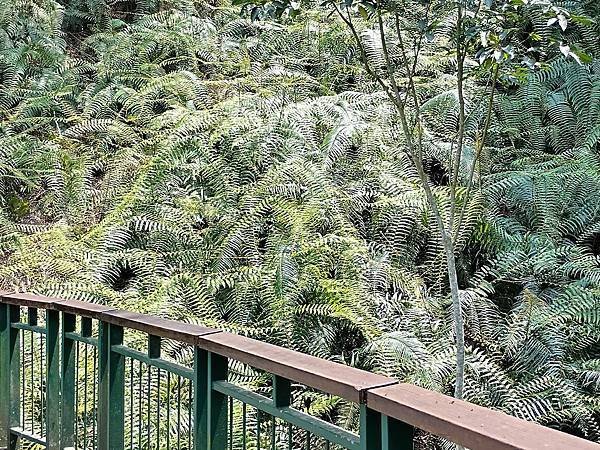 日月潭 四月百花路．向山懸臂式觀景台．看見拉魯