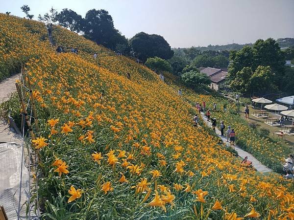 初夏虎山巖 賞金針花 吃炒金針