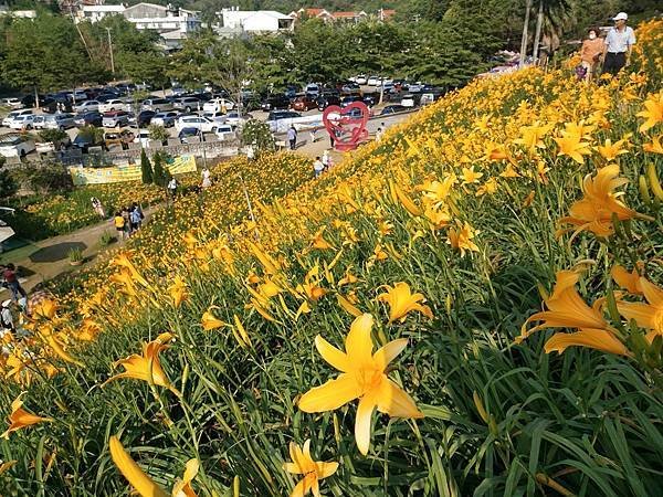 初夏虎山巖 賞金針花 吃炒金針