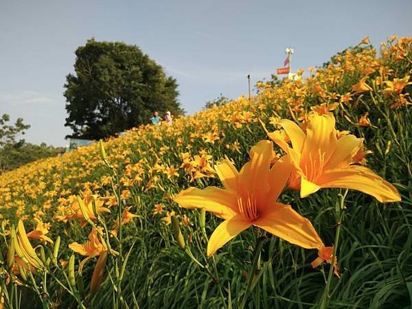 初夏虎山巖 賞金針花 吃炒金針