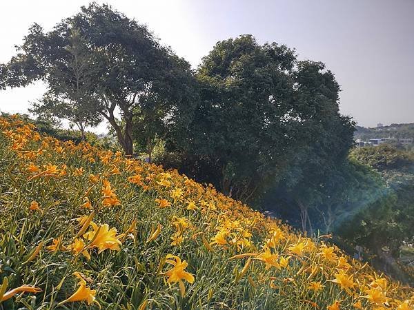 初夏虎山巖 賞金針花 吃炒金針