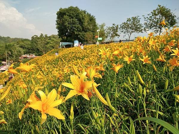 初夏虎山巖 賞金針花 吃炒金針