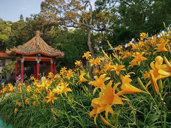 初夏虎山巖 賞金針花 吃炒金針