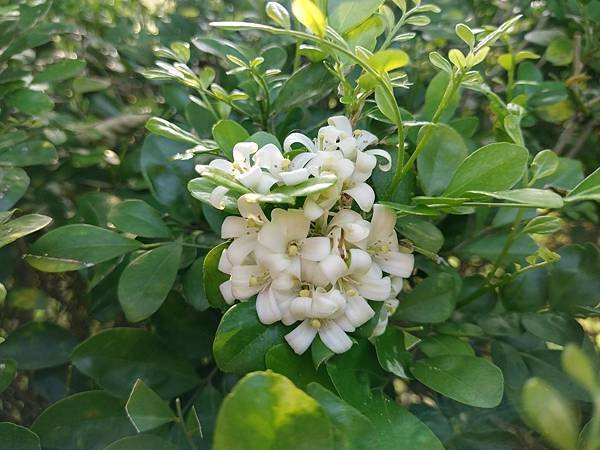 初夏虎山巖 賞金針花 吃炒金針