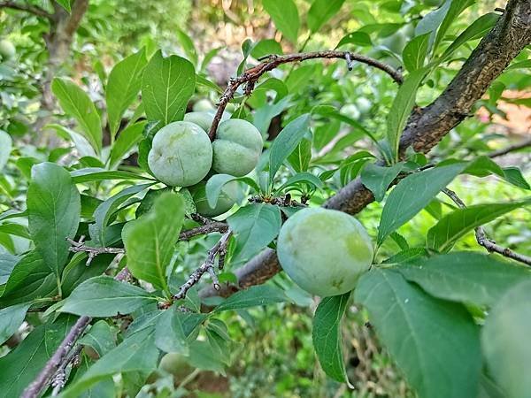 初夏虎山巖 賞金針花 吃炒金針