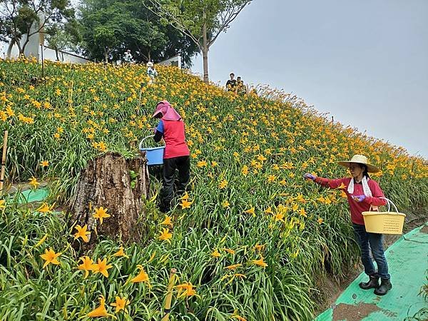 初夏虎山巖 賞金針花 吃炒金針